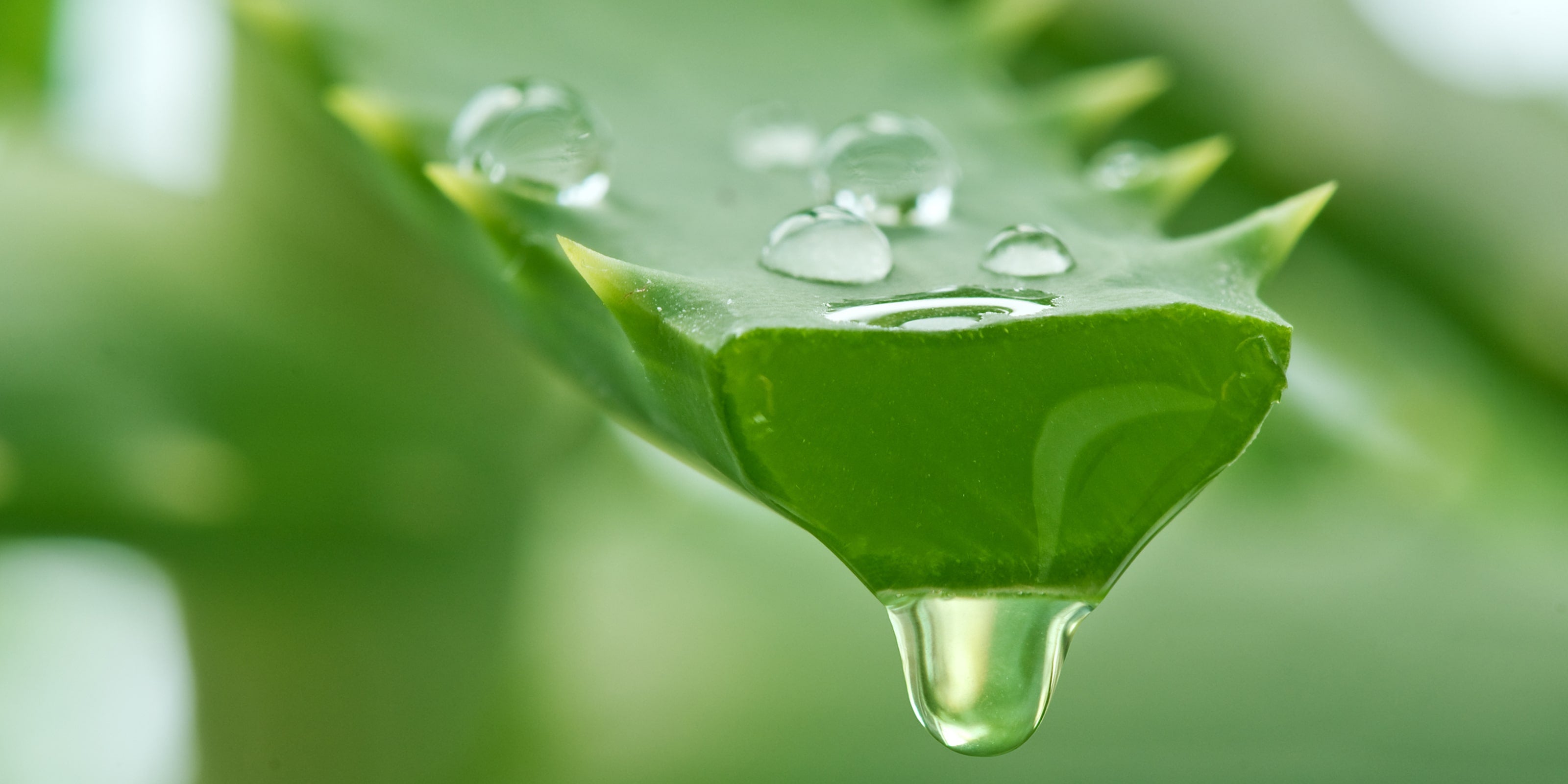 A close-up image of aloe vera, a featured ingredient in the Self Glow by James Read Endless Summer Body fake tan product, known for its soothing and moisturising properties.