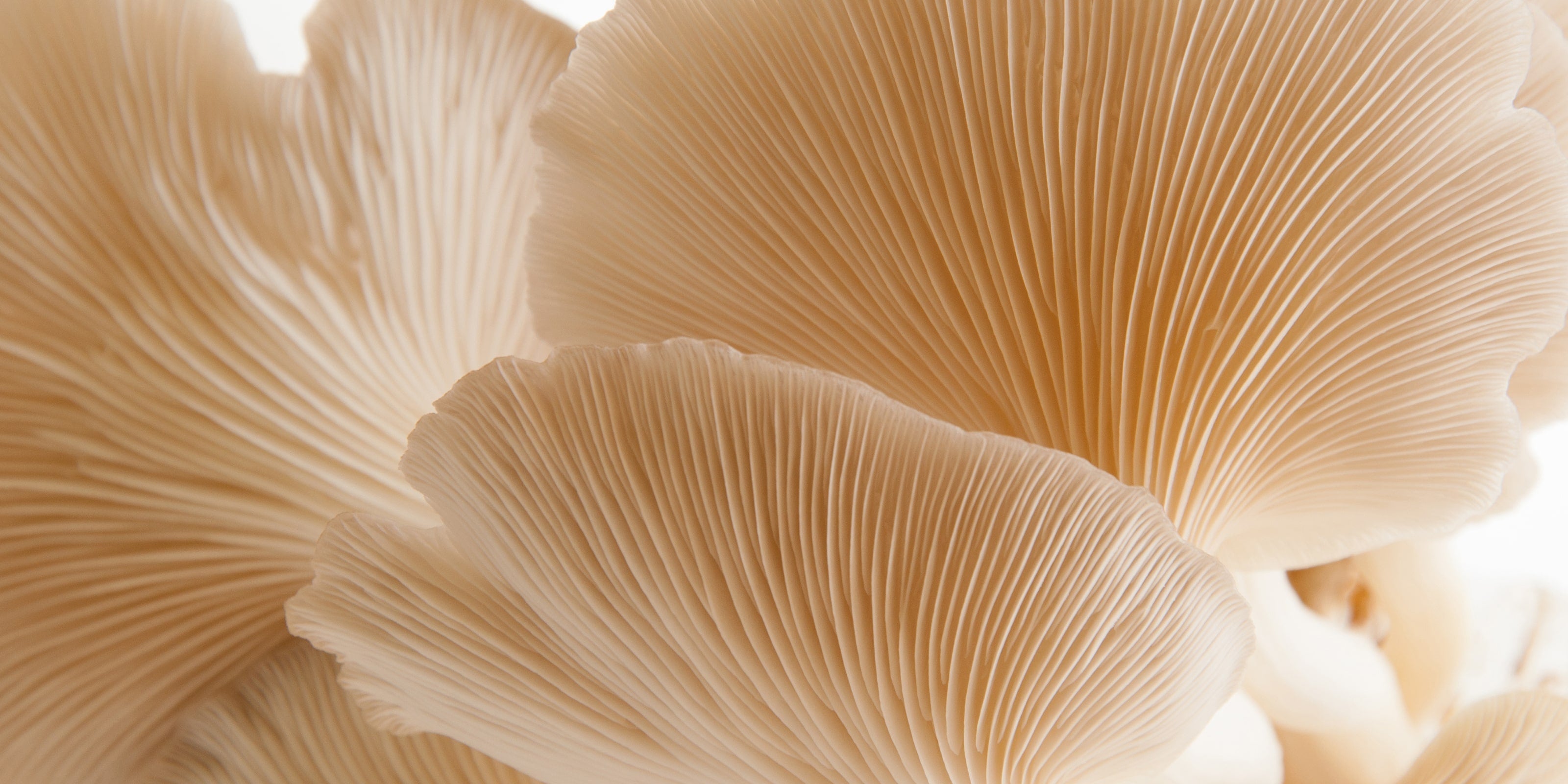 A close-up image of mushrooms, a featured ingredient in the Self Glow by James Read Dusk to Dawn Overnight Tan Facial for its skin-enhancing properties.