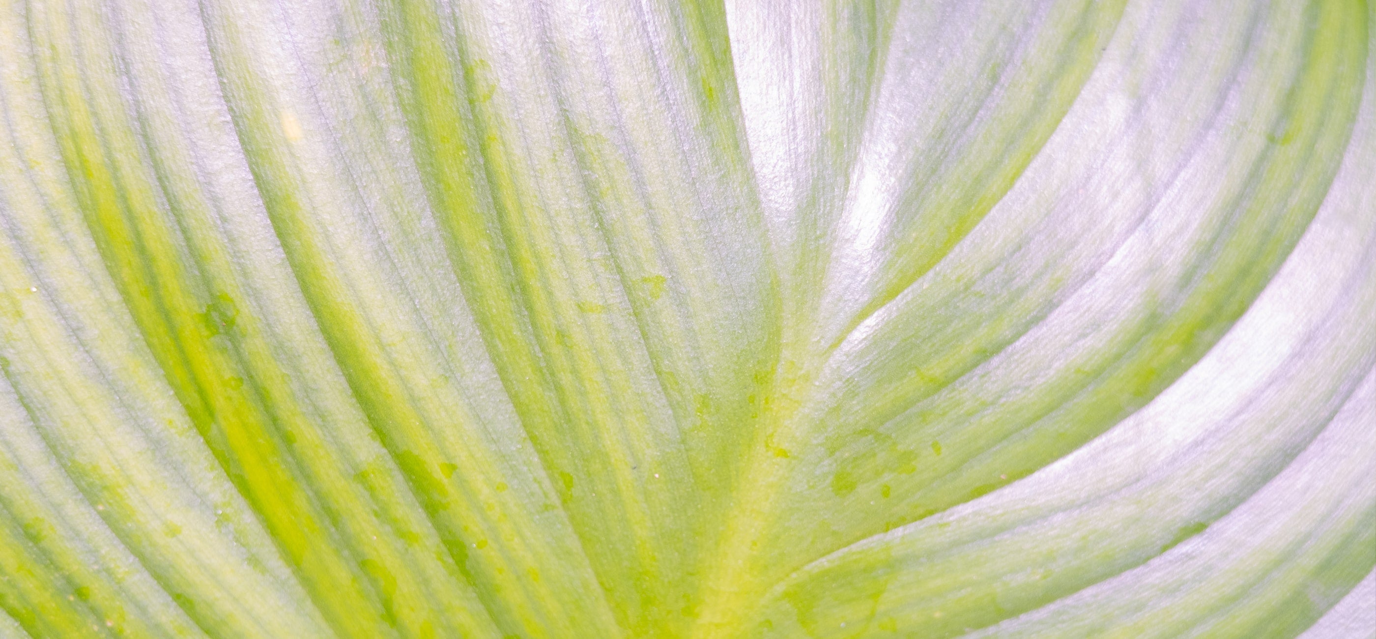 A close-up of an abstract leaf in a hero image for James Read's Self Glow, emphasizing the brand's commitment to being clean to the planet by using sustainable, natural ingredients in their products.